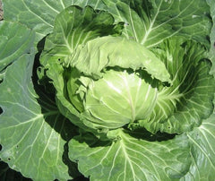 Late Flat Dutch Cabbage Seeds 300+ Non-GMO Vegetable Garden Seeds for Planting, Brassica oleracea