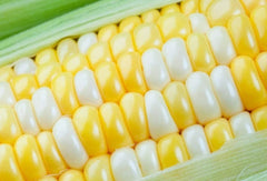 Ambrosia Sweet Corn Seeds - 250 Count - High Sugar Variety - Zea mays everta