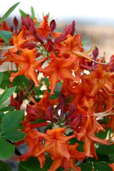 Red Pepper Azalea Starter Plant - Aromi Rhododendron Deciduous - May Be Dormant - Ideal for Gardens