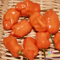 Habanero Orange Hot Pepper Seeds - 25+ Pack for Garden Planting - Capsicum chinense - USA