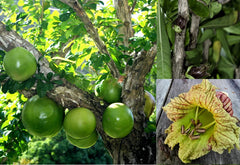 Winged Calabash Seeds - 10+ Seeds - Mexican Calabash, Gourd Tree, Morro - Crescentia alata