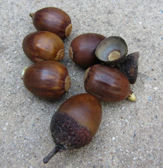 Chestnut Oak Acorns - 25 Seeds - Quercus prinus - Large, Shiny Acorns for Planting - Mature Height 50-70 Feet