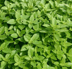 Spicy Globe Basil Seeds 300+ Pack | Culinary Herb Garden Annual | Ocimum basilicum