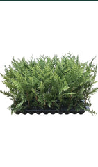 30 Green Giant Arborvitae Trees, Thuja Plicata, Evergreen Privacy Shrubs, Bare Root, Fast Growing, 30-50 Feet Tall