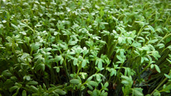 Curly Garden Cress Seeds (200 - 6400) Halim Aliv, Peppergrass Wort, Chandrashoor, Organic Herb Seeds for Garden