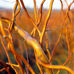 Curly Corkscrew Willow Tree Cuttings - 8 Kelli's Curly Corkscrew - Salix babylonica 'Tortuosa'