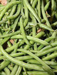 Stringless Green Bean Seeds, 1 LB, Non-GMO, Burpee Variety, Phaseolus vulgaris