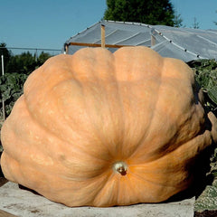 Dill's Atlantic Giant Pumpkin Seeds - 5 Heirloom Non-GMO Seeds for Giant Pumpkins - Cucurbita maxima