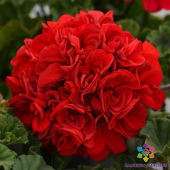 Presto Dark Red Geranium Seeds - 25+ Count for Garden Planting - Pelargonium × hortorum