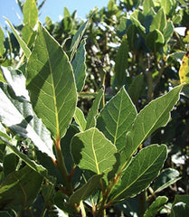 Sweet Laurel Bay Tree Plant Cuttings - 5 Pack - Laurus nobilis - Aromatic Culinary Herb - Free US Shipping