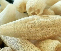 Luffa Gourd Seeds 10+ Pack for Garden Loofah Sponge Gourd Dishcloth (Luffa aegyptiaca) - Free Shipping