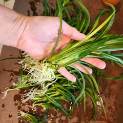 Mini Spider Plants - 10 Pack - Root-Ready Indoor Air Purifiers - Chlorophytum comosum