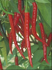 Hot Long Red Cayenne Pepper Seeds - 100+ Non-GMO Capsicum Annuum - Spicy Culinary Variety for Home Gardening