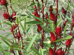 50 Roselle Seeds - Asian Sour Leaf Hibiscus sabdariffa - Organic Herb Seeds - Free Shipping