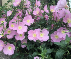 Pink Showy Evening Primrose Seeds - 500+ Medicinal Herb for Border & Container Garden - Oenothera speciosa - USA