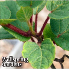 Tomuri Male Kiwi Plant - 3-Inch Pot - Actinidia chinensis - Live Green Kiwi Plant for Pollination and Fruit Production