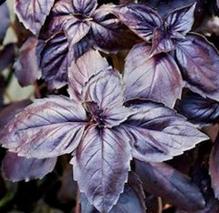 Dark Opal Basil Seeds 400+ Count - Purple Basil Annual Herb (Ocimum basilicum) - Non-GMO for Garden Planting