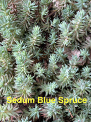 Sedum Ground Cover Plants - 10 Pack, Blue Spruce, Perennial Succulents, Hardy (Sedum reflexum), 2-4 inches, Zones 4-8