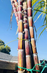 Rare Jamaican Variegated Sugarcane Cutting - Striped Sugar Cane with 2 Nodes - Saccharum spontaneum