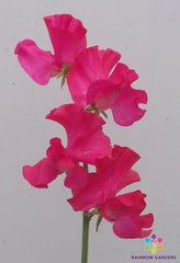 Sweet Pea Seeds - 50+ Judith Wilkinson Variety - Lathyrus odoratus - Garden Planting Seeds - USA