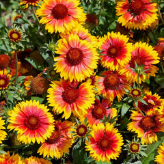 Perennial Blanket Flower Seeds - Gaillardia Aristata - Colorful Wildflower Seeds for 2025 Planting
