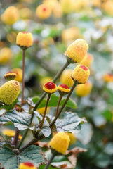 Toothache Plant Seeds - 300 Count - Exotic Herbal Variety - Spilanthes acmella