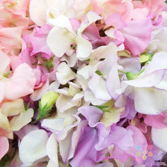 Heirloom Sweet Pea Seeds - 50+ Pastel Mix for Garden - Lathyrus odoratus - USA | Free Shipping