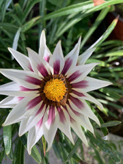 Gazania Rigens White Cherry and Yellow Flowers in 4 Inch Pot - Hardy Perennial Ground Cover Plant