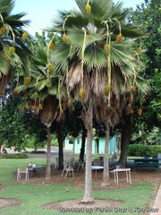 Fiji Fan Palm Seeds - 25 Pritchardia thurstonii Seeds for Planting - Tropical Indoor Plant Seeds