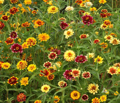 Zinnia Seeds Mix - Persian Carpet, Bi-Colored Blooms, Stunning Garden Flowers, Zinnia elegans