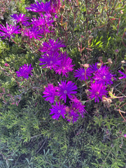 Creeping Ice Plant Cuttings 12 Pack Purple Pink Ground Cover Delosperma Succulent