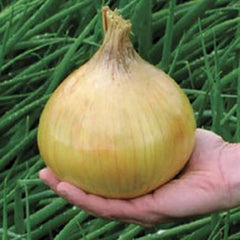 Ailsa Craig Exhibition Onion Seeds - 25 Non-GMO Seeds - Allium cepa - Ideal for Home Gardening