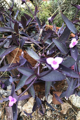 Wandering Jew Cuttings - Lot of 10 Purple Heart Tradescantia - Organic Healthy Plant Cuttings