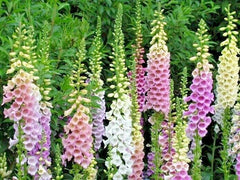 Foxglove Mix Seeds - Wildflower Seeds for Shade Garden, Patio, Container, Cut Flowers - Digitalis spp.