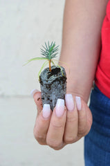 Pinyon Pine Tree Starter Plugs - Pinus edulis - Drought-Tolerant Evergreen Seedlings for Landscaping and Reforestation