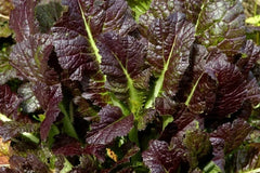 Giant Red Mustard Seeds 500+ Non-GMO Vegetable Garden Greens Brassica juncea - USA Free Shipping