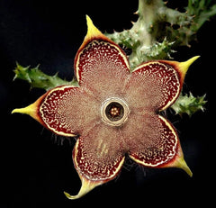 Edithcolea Grandis 3.5 Inch Potted Plant - Persian Carpet Flower - Well Rooted - Unique Houseplant for Home Decor