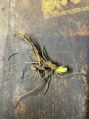 5 Goldenseal Roots (Hydrastis canadensis) โ Live Medicinal Herb Plants | Native Shade Perennial | Bare Root Wild Ginseng Companion