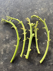 Lamb Hass Avocado Cuttings 4 Scions for Grafting - Persea americana