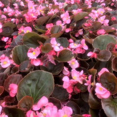 Begonia Seeds Set of 100 - Begonia Cocktail Gin PT - Non-California Shipping - High Germination Rate