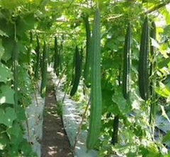 Angled Luffa Seeds, Non-GMO Sponge Gourd Seeds, Luffa Acutangula, Shipped With Tracking