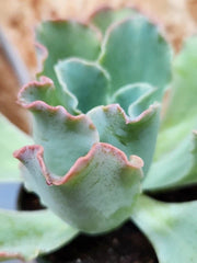 Echeveria Hybrid Ruffles Succulent Plant 4.5" Healthy Well Rooted in 4" Pot - Ideal for Indoor Decor, Low Maintenance