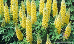 Saffron Lupine Seeds - 25+ Pack for Garden Planting - USA Grown - Free Shipping - Lupinus angustifolius