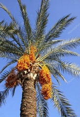 Medjool Date Palm Seedling 1.5+ Years Old Phoenix Dactylifera Plant Sapling