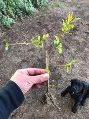 Rooted Pomegranate Cuttings - 3 Premium Plants - Punica granatum - Ideal for Gardening and Landscaping