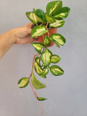 Hoya Plant 4" Pot Krimson Princess Fully Rooted (Hoya carnosa) Indoor Houseplant, Easy Care Greenery