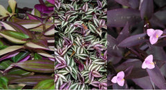Wandering Jew Plant Cuttings Lot of 3 Types, Purple Varieties, Tradescantia spp.