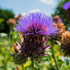 Cardoon Seeds 25 Pack - Cynara Cardunculus - Non-GMO Vegetable Garden Seeds - USA Grown, Free Shipping