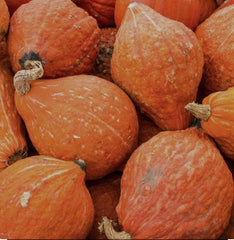 Golden Hubbard Winter Squash Seeds - 20+ Non-GMO Open Pollinated Seeds - Cucurbita maxima