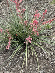 False Yucca Seedlings, Coral Yucca, Red Yucca, Yucca Rostrata, Drought-Tolerant Perennial, Low Maintenance Plant